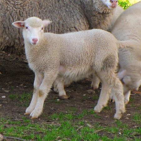 Quinta Do Cerquito Βίλα Ferreira do Zêzere Εξωτερικό φωτογραφία