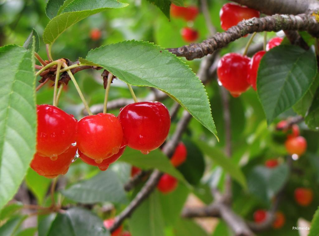 Quinta Do Cerquito Βίλα Ferreira do Zêzere Εξωτερικό φωτογραφία