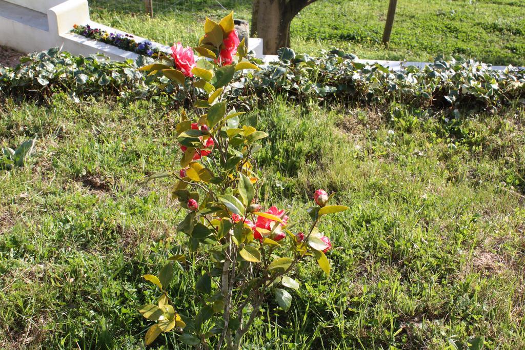 Quinta Do Cerquito Βίλα Ferreira do Zêzere Εξωτερικό φωτογραφία