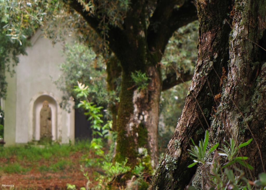 Quinta Do Cerquito Βίλα Ferreira do Zêzere Εξωτερικό φωτογραφία