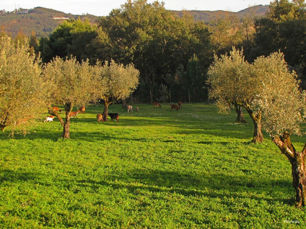 Quinta Do Cerquito Βίλα Ferreira do Zêzere Εξωτερικό φωτογραφία