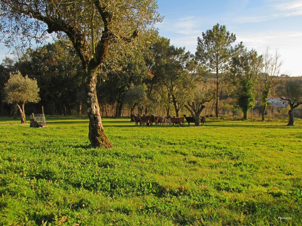 Quinta Do Cerquito Βίλα Ferreira do Zêzere Εξωτερικό φωτογραφία