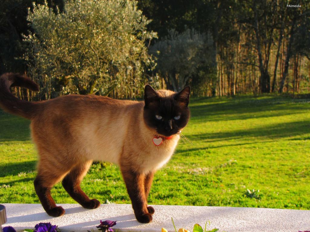 Quinta Do Cerquito Βίλα Ferreira do Zêzere Εξωτερικό φωτογραφία