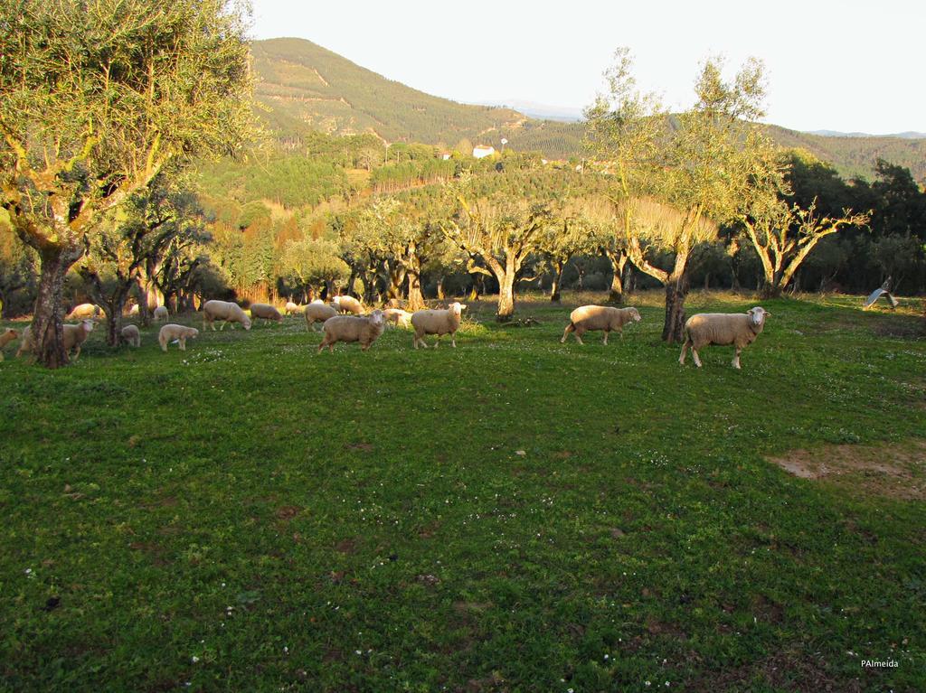 Quinta Do Cerquito Βίλα Ferreira do Zêzere Εξωτερικό φωτογραφία