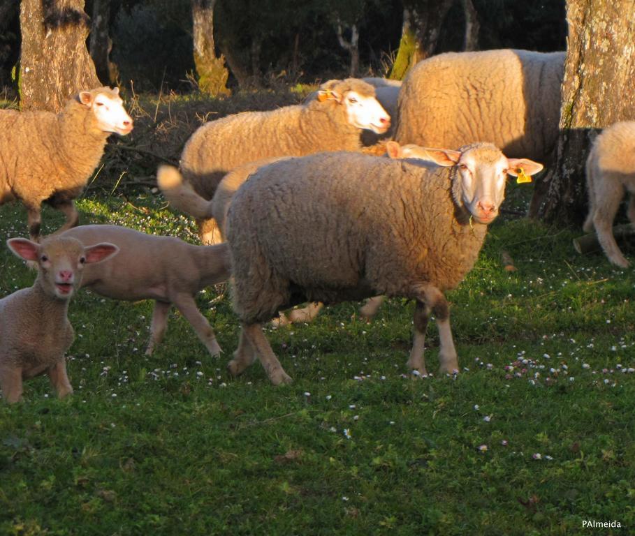 Quinta Do Cerquito Βίλα Ferreira do Zêzere Εξωτερικό φωτογραφία