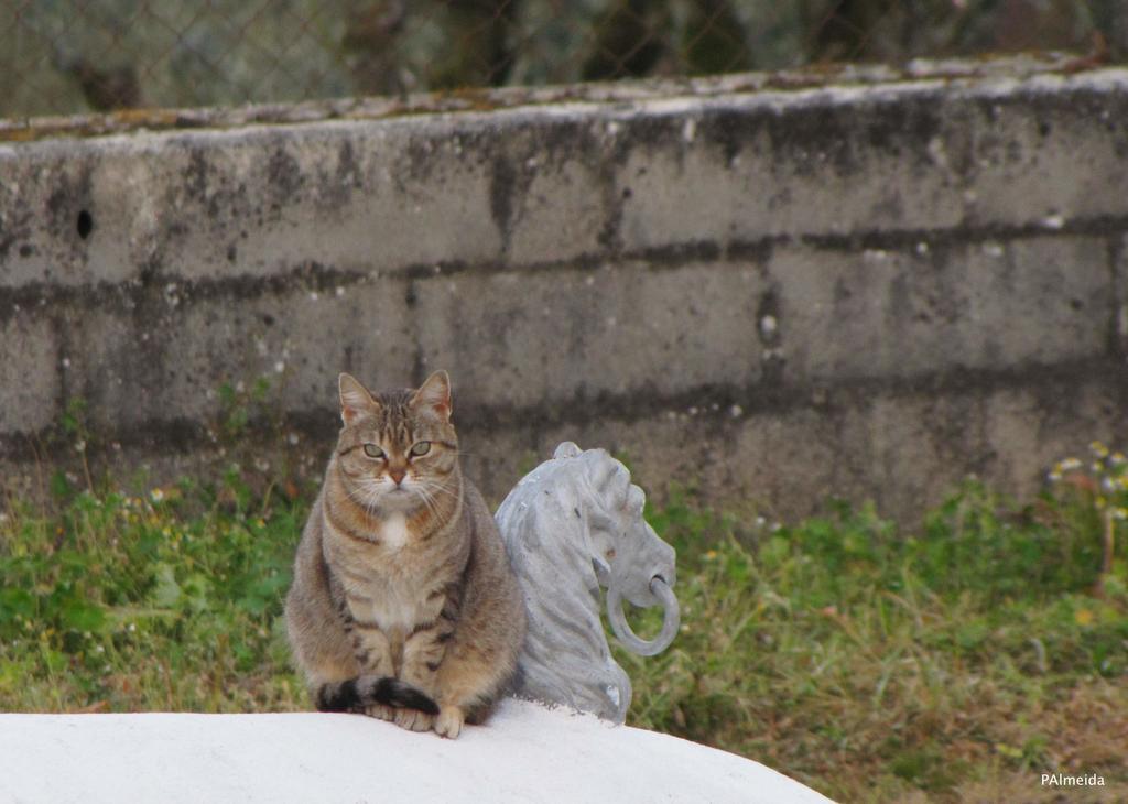 Quinta Do Cerquito Βίλα Ferreira do Zêzere Εξωτερικό φωτογραφία