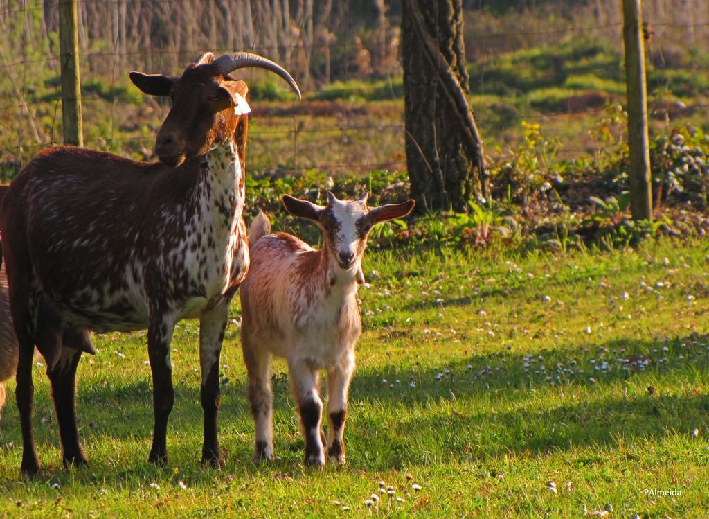 Quinta Do Cerquito Βίλα Ferreira do Zêzere Εξωτερικό φωτογραφία
