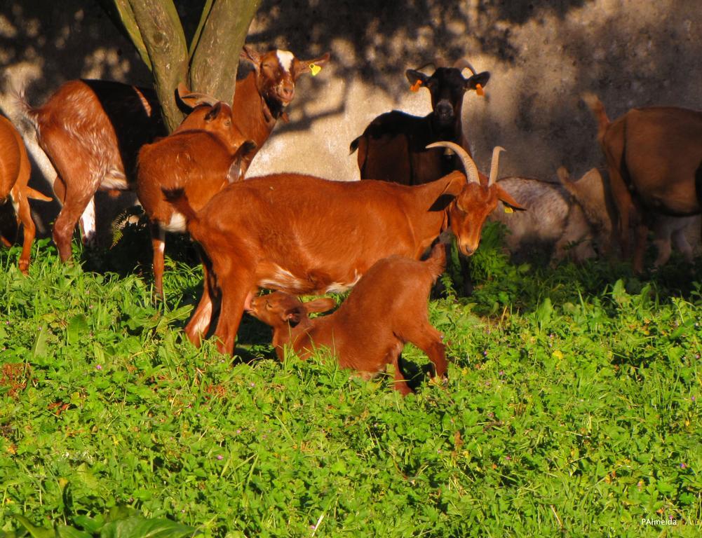 Quinta Do Cerquito Βίλα Ferreira do Zêzere Εξωτερικό φωτογραφία