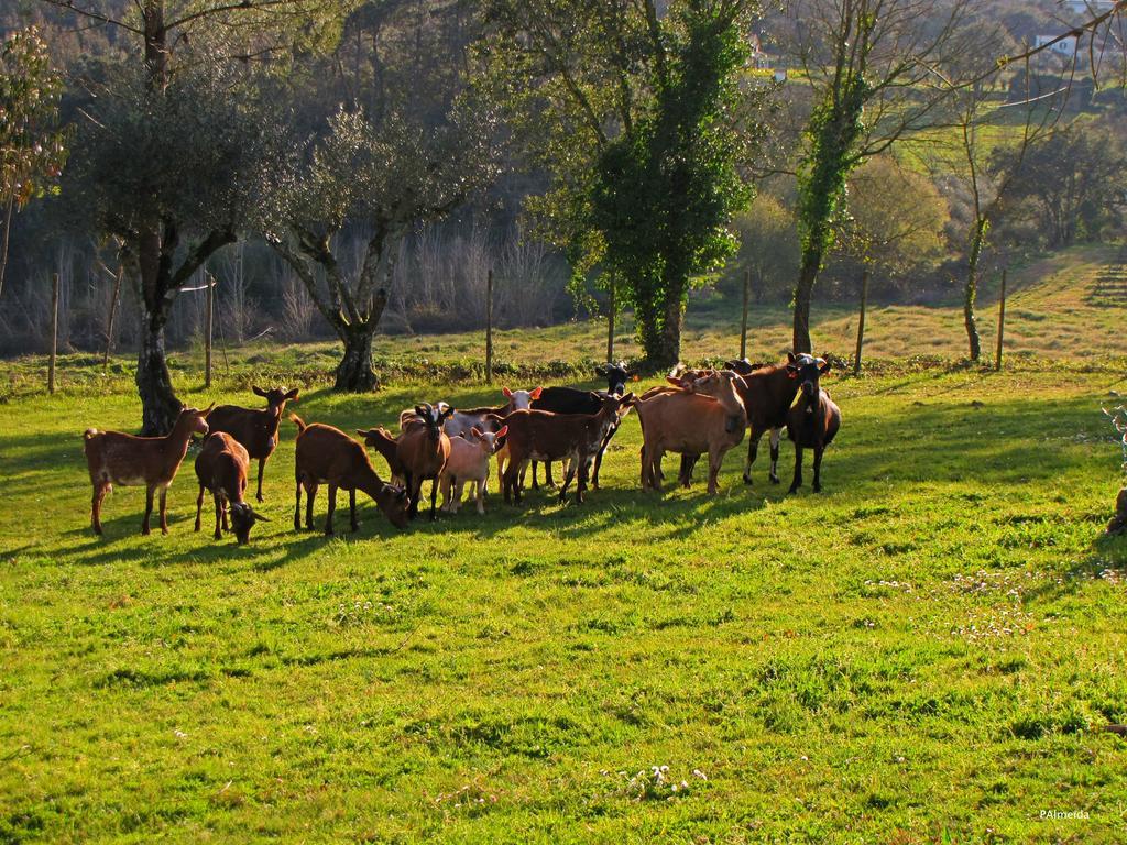 Quinta Do Cerquito Βίλα Ferreira do Zêzere Εξωτερικό φωτογραφία