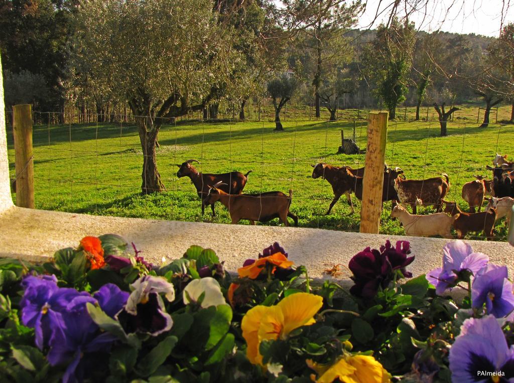 Quinta Do Cerquito Βίλα Ferreira do Zêzere Εξωτερικό φωτογραφία