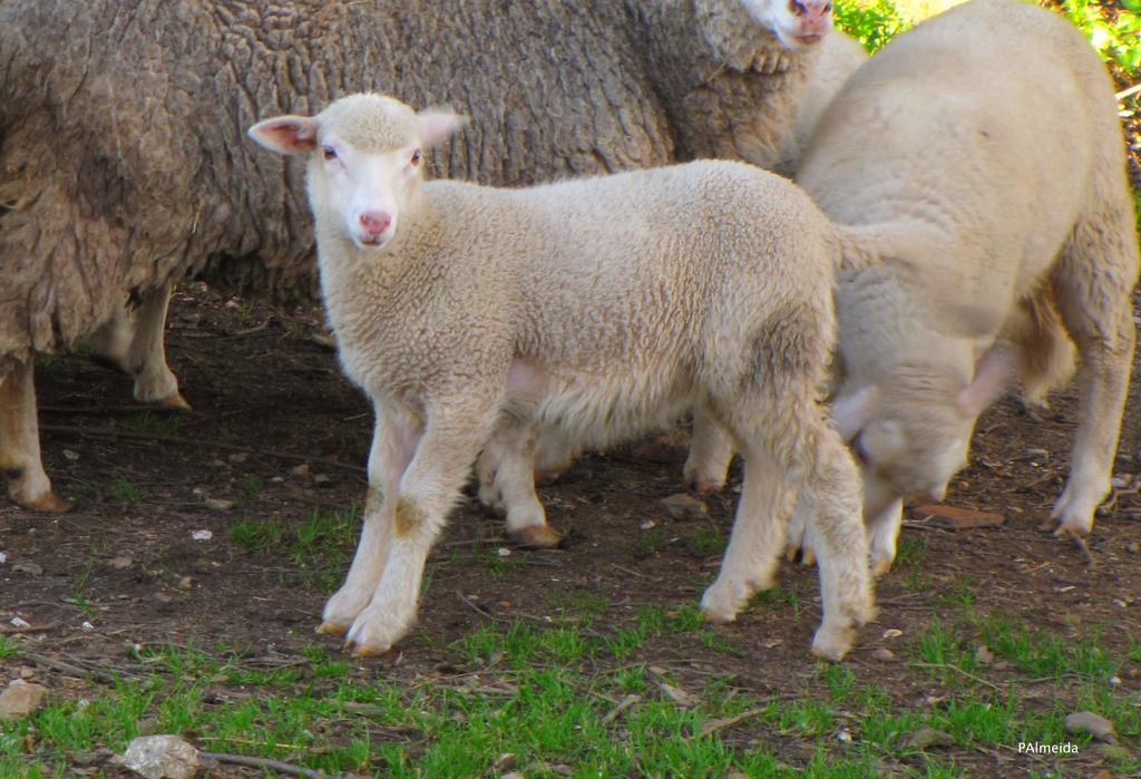 Quinta Do Cerquito Βίλα Ferreira do Zêzere Εξωτερικό φωτογραφία